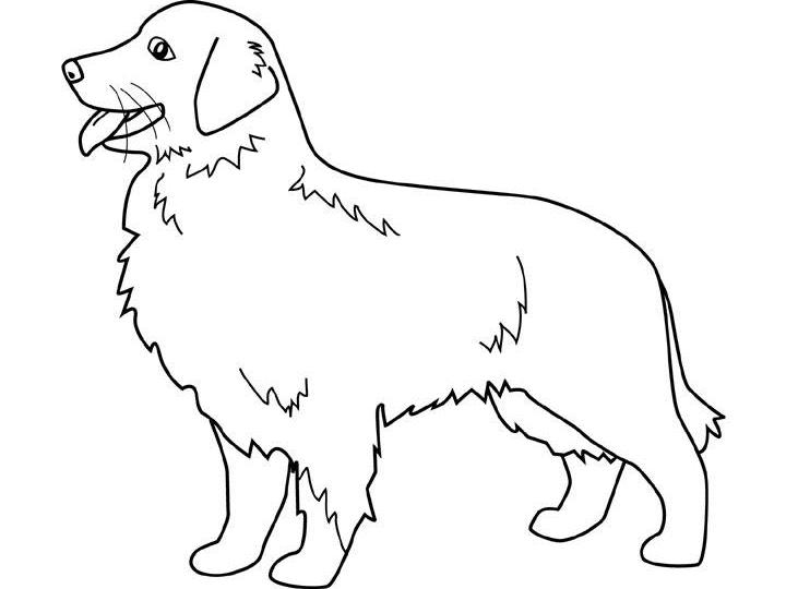 coloriage golden retrivier